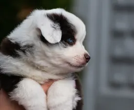 Winstead Hugs & Kisses - Miniature American Shepherd Puppy for sale