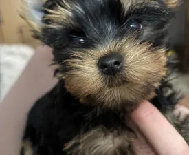 Helga - Yorkshire Terrier eladó kiskutya