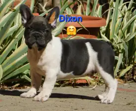 Dixon - Francia bulldog eladó kiskutya