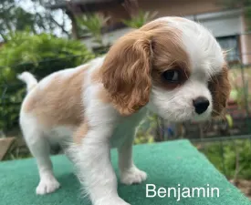 Benjamin - Cavalier King Charles spániel eladó kiskutya