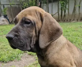 Jasmin - Fila Brasileiro Angebotener Welpe