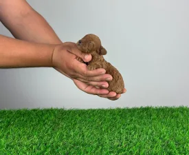 Jozzy - Poodle Toy Puppy for sale