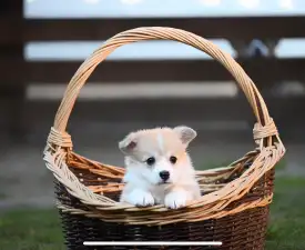 Bud Spencer - Welsh Corgi Pembroke Chiot à vendre