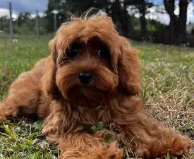 Oscar ( Toy Size ) - Cavapoo eladó kiskutya