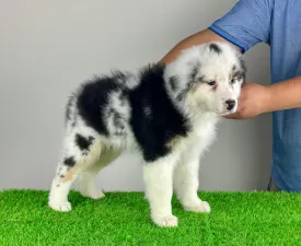 Roxy - Australian Shepherd Puppy for sale