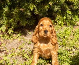 Carl - Englischer Cocker Spaniel Angebotener Welpe