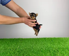 Pola - Yorkshire Terrier Puppy for sale