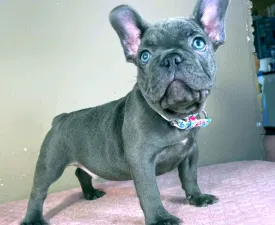Martin - French Bulldog Puppy for sale