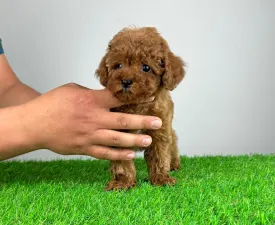 Nara - Caniche Toy Chiot à vendre