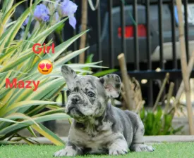 Mazy - Französische Bulldogge Angebotener Welpe