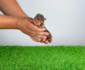 Chippy - Yorkshire Terrier Puppy for sale