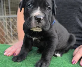 Ezra - Cane Corso Štěně na prodej