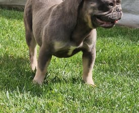Iza - Französische Bulldogge Angebotener Welpe