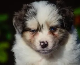 Winstead Not Broken Love - Ausztrál juhászkutya eladó kiskutya