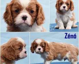 Zénó - Cavalier King Charles Spaniel Angebotener Welpe