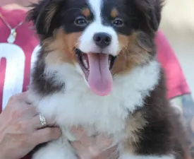 Dailos You Got Me Hypnotized  - Ciobănesc american în miniatură Cățeluș de vânzare