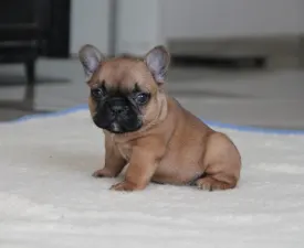 Felix - French Bulldog Puppy for sale