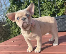 Georgina  - Francouzský buldoček Štěně na prodej