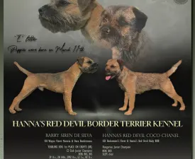 Energy - Border Terrier Puppy for sale
