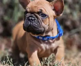 Urus - French Bulldog Puppy for sale