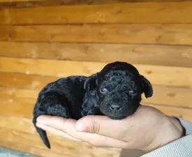 Pacsirta - Barbone nano Cucciolo in vendita