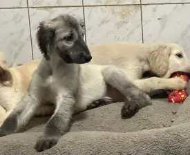 Xavian - Afghanischer Windhund Angebotener Welpe