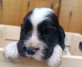Foltos  - Angol Cocker spániel eladó kiskutya