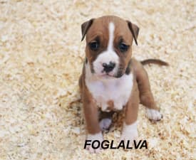 Glamorous Ambassador Of Silence Warrior - American Staffordshire Terrier Puppy for sale