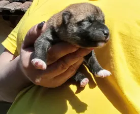 Scamp Crowd D...  - Shiba eladó kiskutya