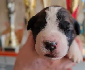 Egresvölgyi Morgan  - Moskiewski pies stróżujący Szczenię na sprzedaż