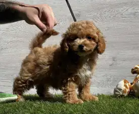 Digger - Törpe uszkár eladó kiskutya