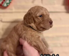 Best Hun-ter World Hörbi - Chien d'eau romagnol Chiot à vendre