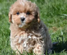 Billie - Maltipoo eladó kiskutya