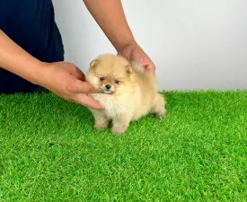 Siena - Pomeranian eladó kiskutya