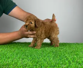 Remy - Barbone toy Cucciolo in vendita