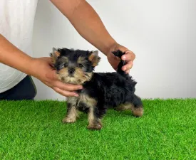 Dudu - Yorkshire Terrier Cățeluș de vânzare