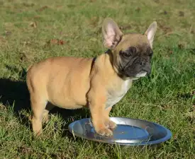 Hanna - Francia bulldog eladó kiskutya