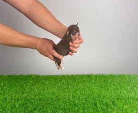 Zira - Chihuahua Cățeluș de vânzare