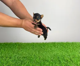 Kick - Yorkshire Terrier Angebotener Welpe
