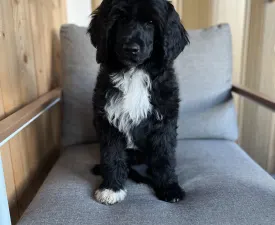 Ariel - Portuguese Water Dog Puppy for sale