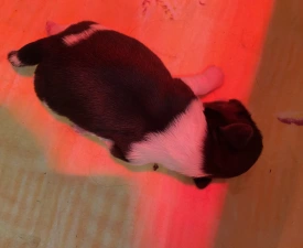 Benson - Shih Tzu Chiot à vendre