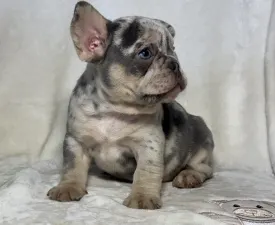 Brúnó - French Bulldog Puppy for sale