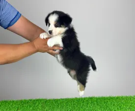 Veron - Australian Shepherd Puppy for sale