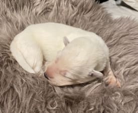 Alpha - White Swiss Shepherd Dog Puppy for sale
