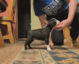 Kiara - Boston Terrier Cucciolo in vendita