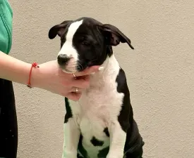 Blackburn Of Fianna Team - American Staffordshire Terrier Puppy for sale