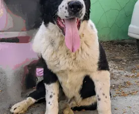 Gaplan Iz Zamka Larisi - Central Asia Shepherd Dog Puppy for sale