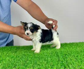 Enco - Yorkshire Terrier Cucciolo in vendita