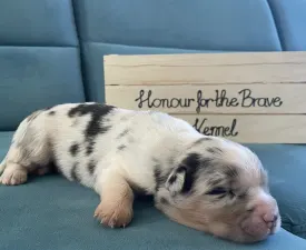 Honour For The Brave.... - Australian Shepherd Puppy for sale