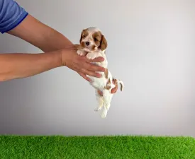 Isabelle - Cavalier King Charles Spaniel Cucciolo in vendita